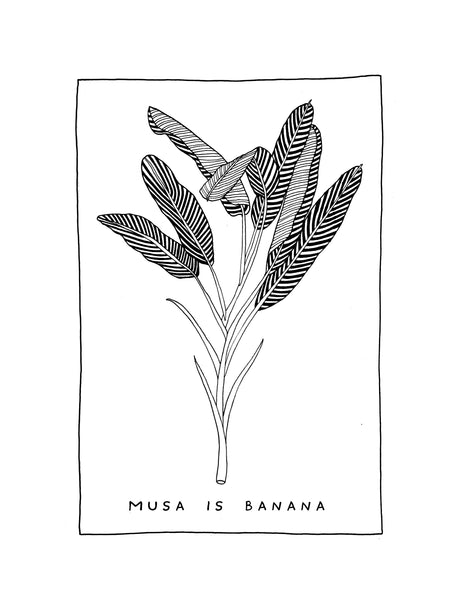 Musa is Banana - Sandy T-shirt