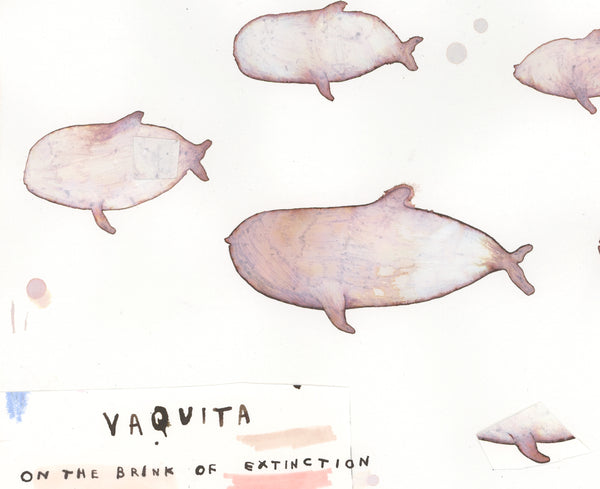 Vaquita Whales